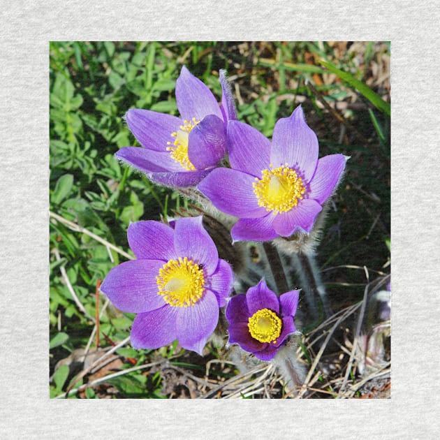 Purple Pasque Flowers by Whisperingpeaks